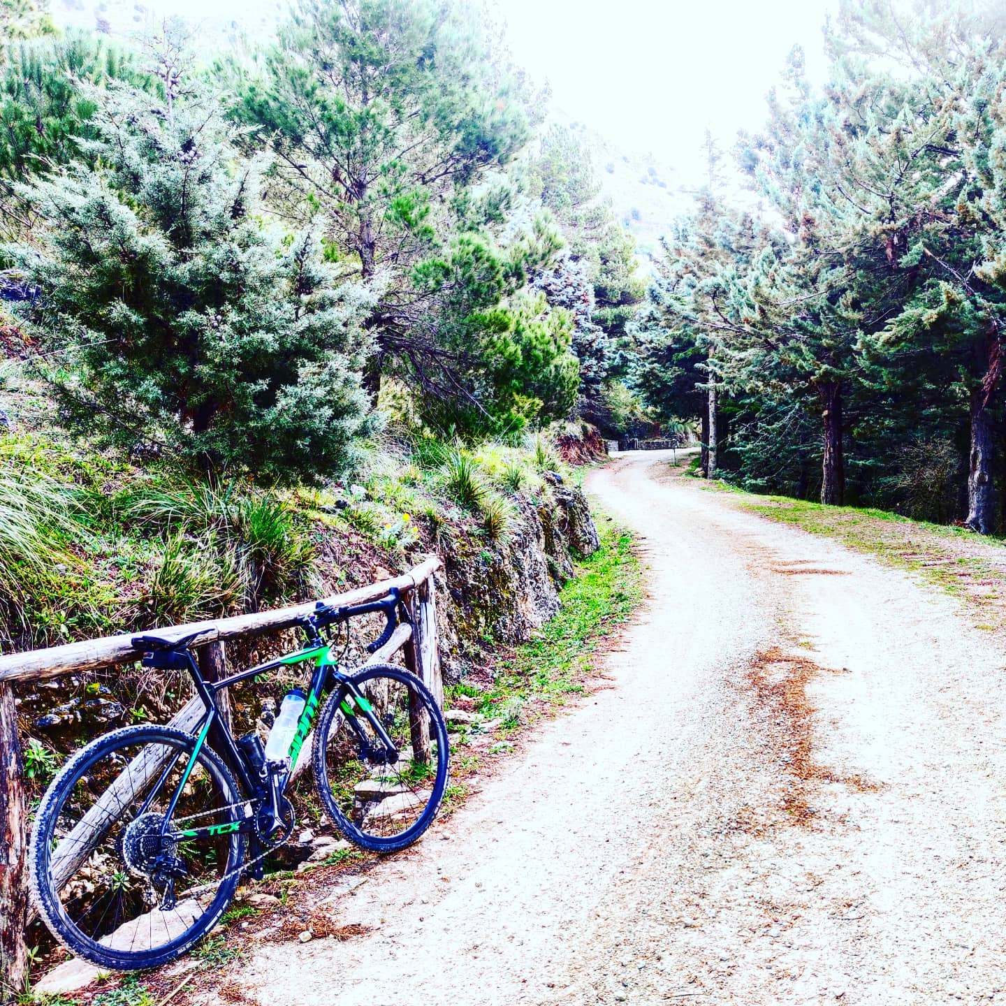 bike Forest